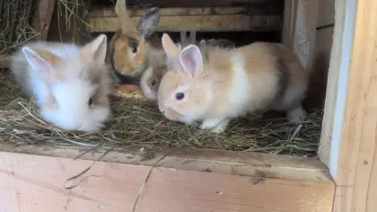 Löwenkopf-Zwergkaninchen in allen Farben