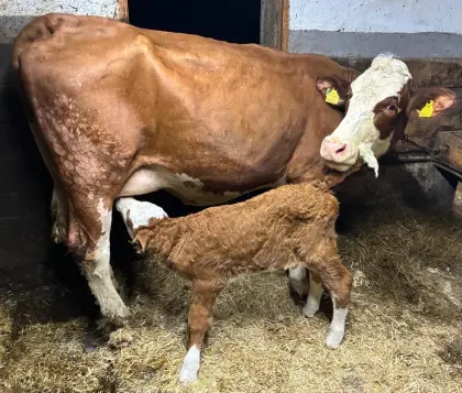 Bio Mutterkuh mit Kalb