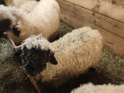 Walliser Schwarznasenschaf