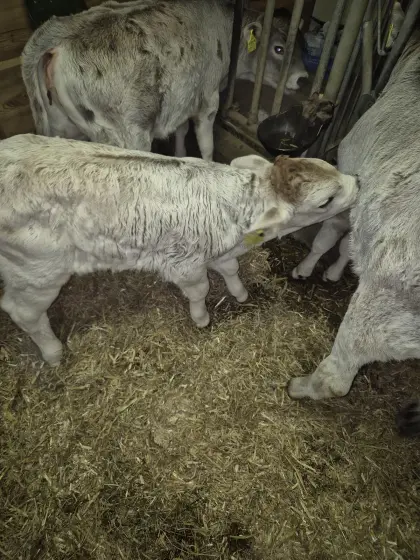 Grauvieh Stierkalb Bio