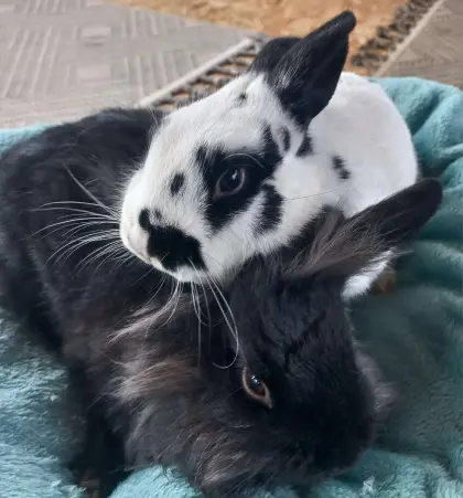 Löwenkopf Zwergkaninchen Männchen