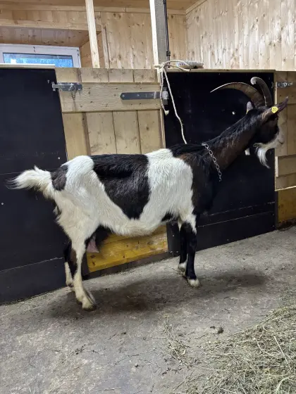 Tauernschecken Ziege 1b Bockmutter