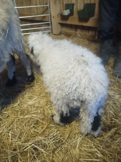 Walliser Schwarznasenschaf