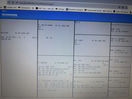 Original Pinzgauer Kuhkalb