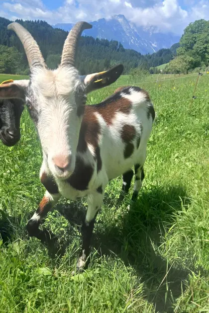 Verkaufe 2 Jährige Tauernscheckenziege
