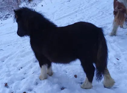 Mini-Shetty Stutfohlen