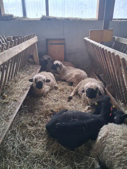 Walliser Schwarznasenschafe