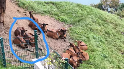 3stk Gämsfarbige Gebirgsziegen weiblich abzugeben