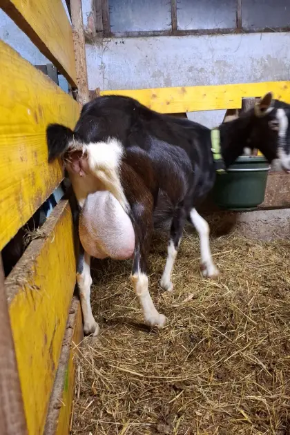 Bündner Strahlenziege mit kitz