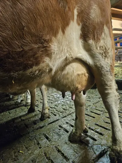 Milchkuh 2 Lak. 40kg