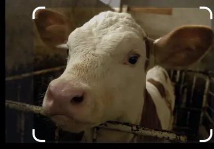 Suche Weibliche Kälber zum Mesten