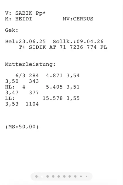 Trächtige Kalbin FVxGV