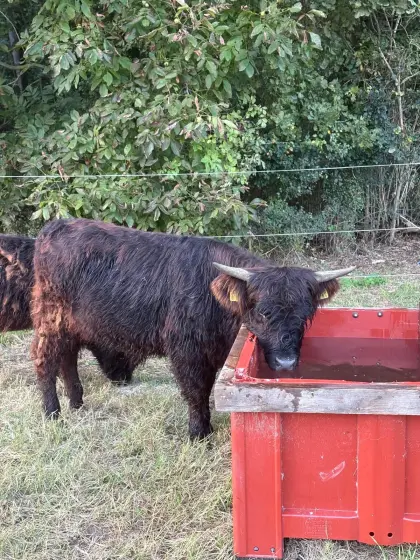 Hochlandrinder Kalbinnen