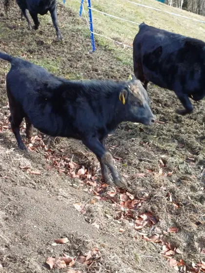 Verkaufe Dahomay Stier