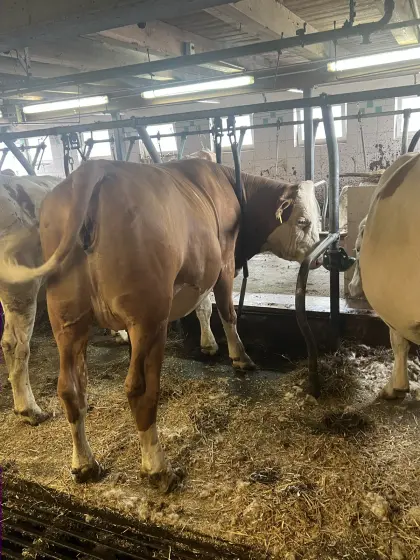 2 fv kalbinen trächtig.