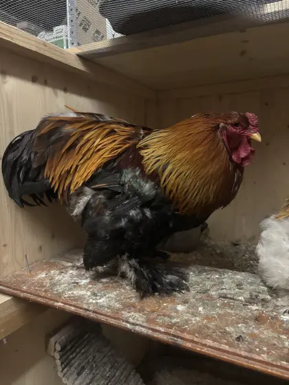 Brahma Hahn Rebhuhnfärbig