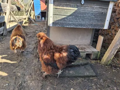 Seidenhahn zu verschenken