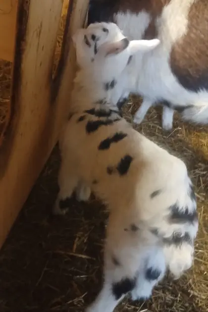 Verkaufe Weibliches Tauernscheckenkitz