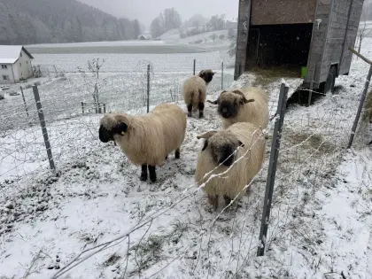 Walliser Schwarznasen Auen