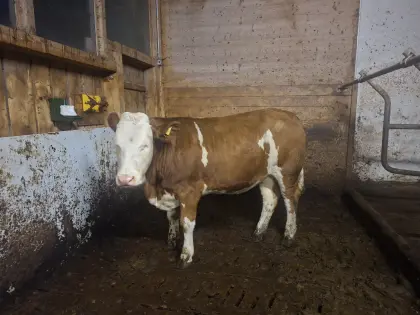 Fleckvieh trächtige Zuchtkalbin