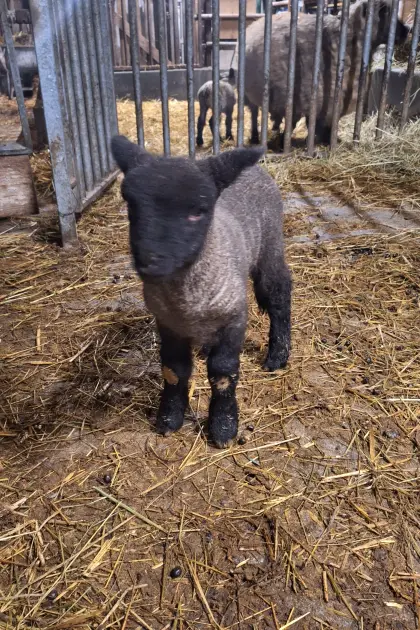 Reinrassige Shropshire Lämmer