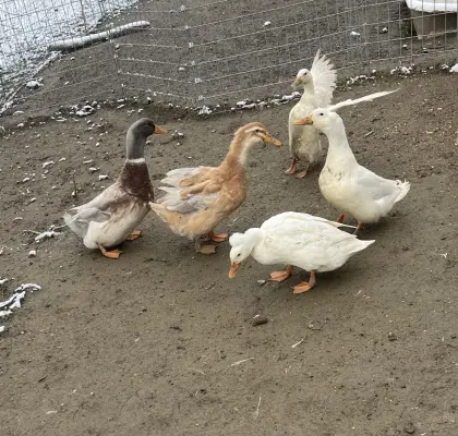 Enten Sachsenenten Haubenenten Landenten