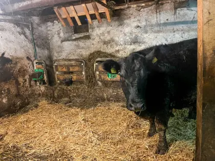 Trächtige Angus-Jungkuh, Erstlingskuh, Kalbinkuh, 1. Kalb