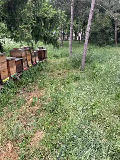 Verkaufe Bienenstöcke