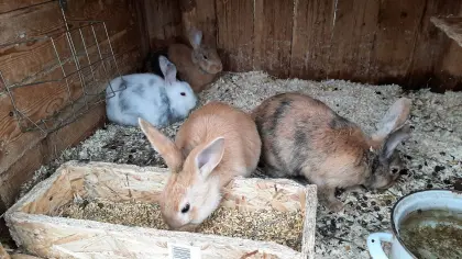 Japaner Mix Kaninchen