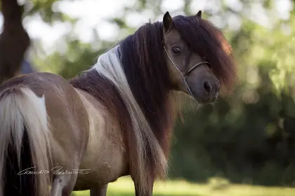 Deckhengst in Sonderfarbe Mushroomschecke Braun - Pacht