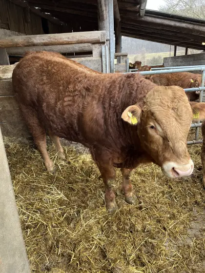 Limousin Stier