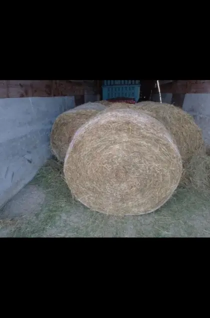 Heu in Rundballen