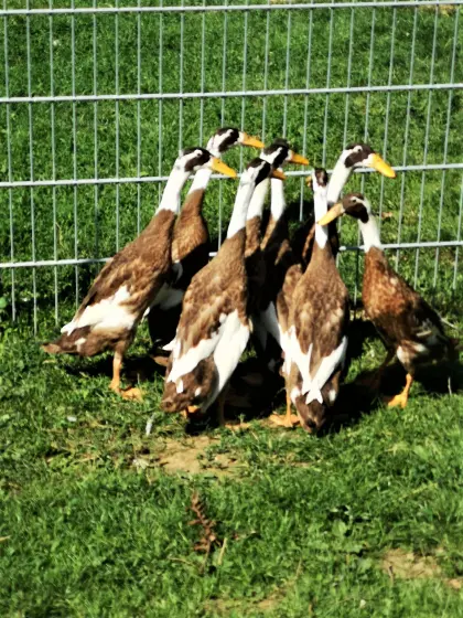 Laufenten in rehfarbig-weiß und forellenfarbig zu verkaufen:
