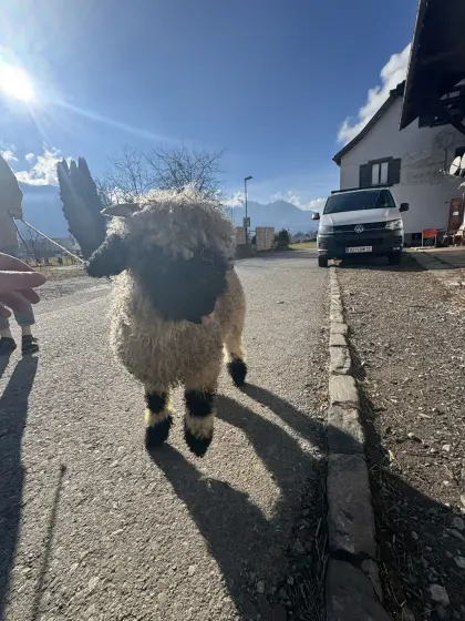 Walliser Schwarznasen Bock-Lamm