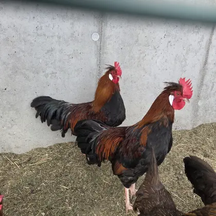 2× Altsteirer Jung-Hahn