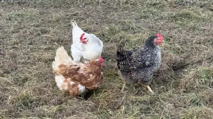 Rassemix Hennen mit Hahn