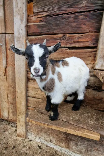 Mini Zwergziegenböcke