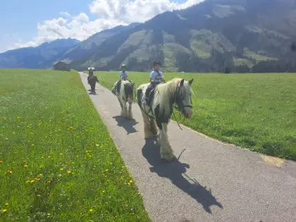 Reit-& Freizeitpferde