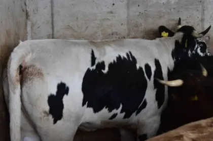 Pustertaler Sprinzen