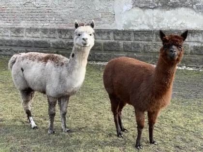 2 Alpaka-Stuten zu verkaufen!