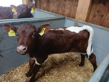 Original Pinzgauer Stierkälber BIO