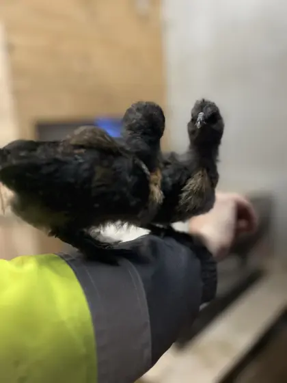 Seidenhühnerkücken