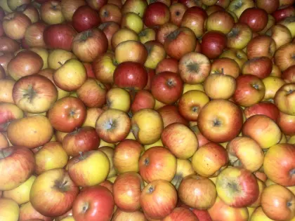 Bio Äpfel, Bio Topaz, Bio Opal