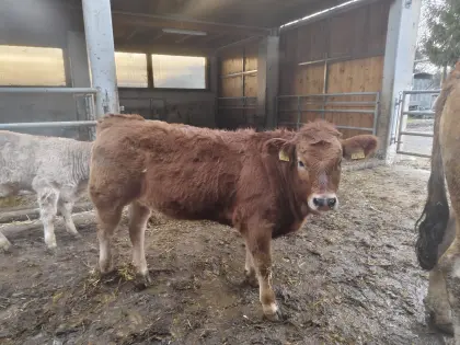 BIO Murbodner Zuchtkalbin