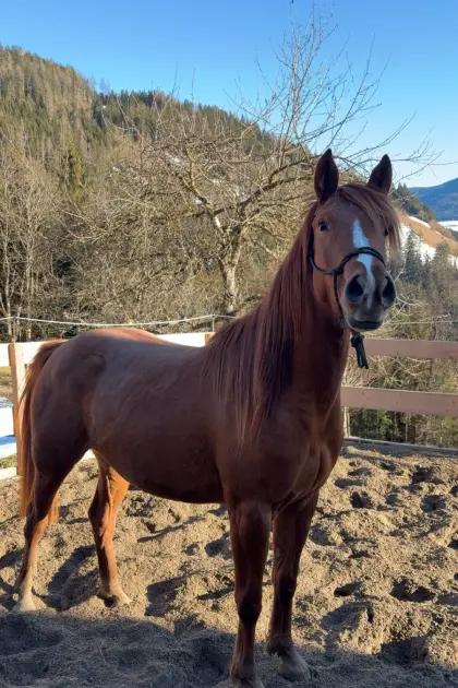 Neues Zuhause gesucht für Araber-Mix-Stute Orca