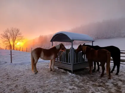 Einstellplatz Offenstall