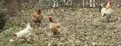 Hühner und Hahn zu verkaufen