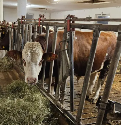 Fleckvieh Sprungstier