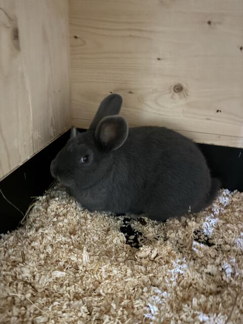 Fleischhasen/Blaue Wiener Kaninchen