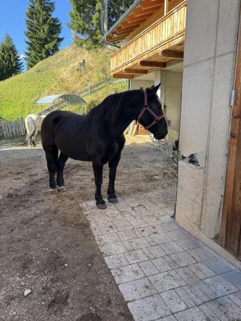 14-jährige Noriker Rappstute zu verkaufen